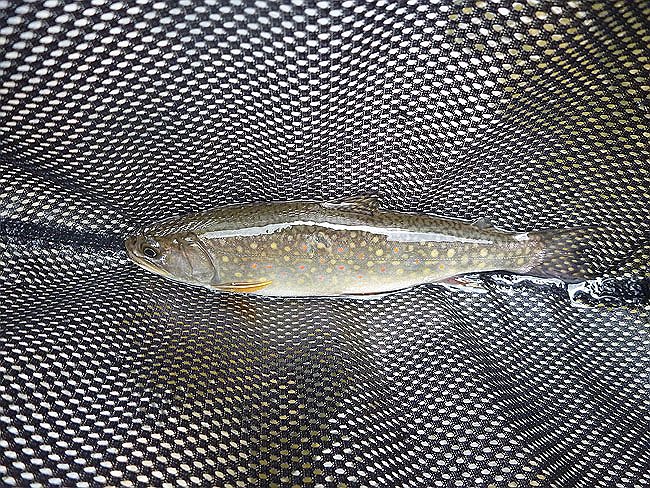 Kettle Trout7.JPG